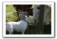 IMG_1238