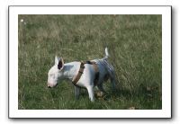 IMG_7384