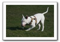 IMG_7429