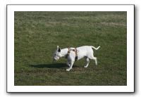 IMG_7453