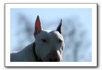 IMG_0662