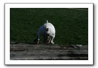 IMG_0609