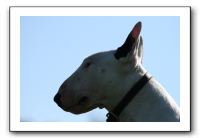 IMG_0663