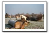 IMG_7526