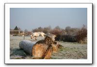 IMG_7527