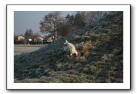 IMG_7398