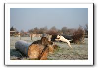 IMG_7525