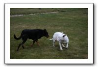 IMG_7978